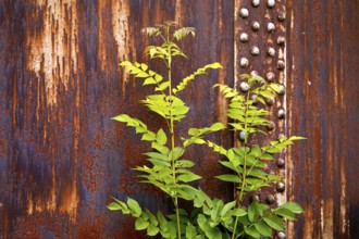 Green plant in front of rusty steel, industrial nature in the disused Hansa coking plant, Dortmumd,