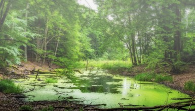 Landscape at Hellsee in Lanke, Bernau, Brandenburg, Germany, Europe