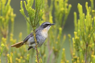 Cossypha caffra, family of flycatchers, Underberg surroundings, Underberg, KwaZulu-Natal, South