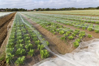 Rows of lettuce crop protected by netting growing in field, Bawdsey, Suffolk, England, UK