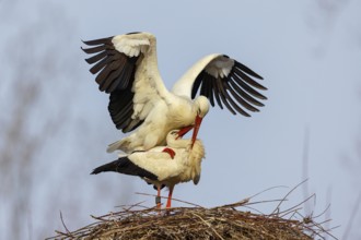 White stork (Ciconia ciconia), stork marriage, mating, copula, Germany, Europe
