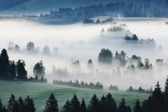 Fog and forest at the Rothenthurm high moor, Canton Schwyz, Switzerland, Europe