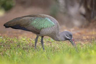 Hagedash (Bostrychia hagedash) Family of ibises and spoonbills, foraging, poking in the ground,