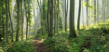 Hiking trail through natural green beech forest in the morning light, the sun shines through the