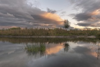 A body of water with a tree in the foreground. The water is calm and the sky is cloudy. Bas-Rhin,