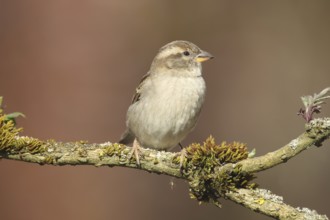 House Sparrow (Passer domesticus) female, Allgäu, Bavaria, Germany, Allgäu, Bavaria, Germany,