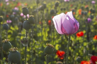 Blue poppy (Papaver somniferum) in a field near Callenberg, Saxony, Germany, Europe
