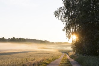 Field path between meadows and grain field with morning mist at sunrise, Bischofswerda, Saxony,