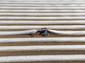 DefaultAsparagus harvest on the Lower Rhine, near Wesel, asparagus field under thermo foil, for