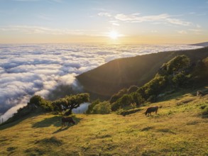 Aerial view of sunrise above clouds and green hills with cows grazing at Fanal mountain, Madeira