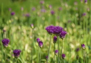 Ornamental leek (Allium sp.), inflorescence, Netherlands