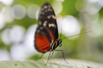 Tarricina half glasswing (Tithorea tarricina pinthias), red black butterfly sitting on a leaf,