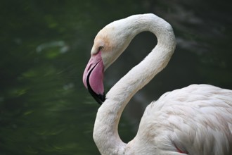 Close up portrait of greater flamingo (Phoenicopterus roseus), captive