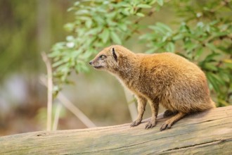Ethiopian dwarf mongoose (Helogale hirtula) sitting on an old tree trunk, Bavaria, Germany, Europe