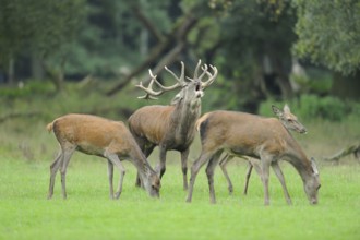 Red deer (Cervus elaphus) male roaring in a pack of female at the edge of the woods, captive