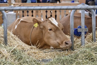 Swiss Fleckvieh dairy cow