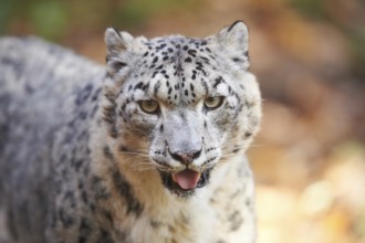 Snow leopard (Panthera uncia) or (Uncia uncia) portrait in autumn, captive