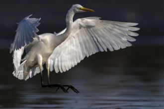 Great White Egret, (Ardea cinerea), landing in the shallows of a fish pond, Lusatia, Saxony