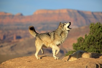 Wolf, (Canis lupus), adult, howling, rock, stone, Monument Valley, Utah, USA, North America
