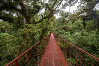 Red suspension bridge between the treetops in the rainforest, Monteverde cloud forest, Monte Verde,