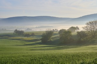 Peaceful landscape with green hills and trees in the morning mist, Mönchberg, Miltenberg, Spessart,