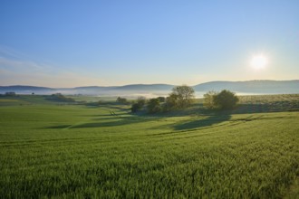 A peaceful landscape with green fields, hills and trees at sunrise with light fog, Mönchberg,