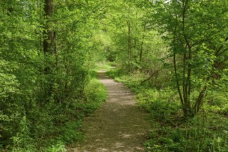 A quiet path surrounded by green trees and blooming flowers on a sunny spring day, Kinzigaue,