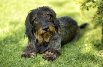 Rough-haired dachshund (Canis lupus familiaris) puppy, male, 3 years, animal portrait, lying in a