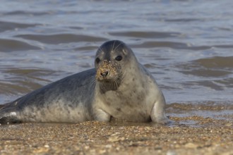 Common seal (Phoca vitulina) adult animal resting in the sea next to a beach, Norfolk, England,