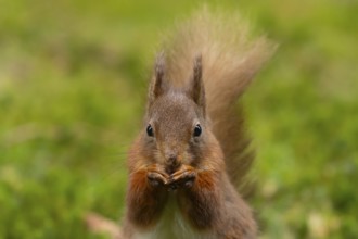 Red squirrel (Sciurus vulgaris) adult animal eating a nut, Yorkshire, England, United Kingdom,