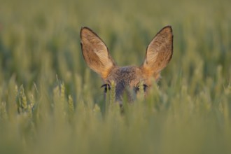 Roe deer (Capreolus capreolus) adult female doe animal in a farmland wheat field in the summer,