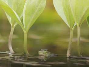 Green frog (Pelophylax esculentus) in a pond with reflection, North Rhine-Westphalia, Germany,