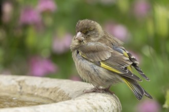European greenfinch (Chloris chloris) adult bird sleeping on a garden bird water bath in the
