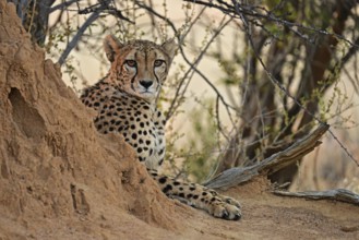 Cheetah (Acinonyx Jubatus) lying next to a termite mound, Okonjima Game Farm, Namibia, Africa
