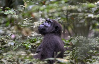 Western lowland gorilla (Gorilla gorilla gorilla), female, Loango National Park, Parc National de