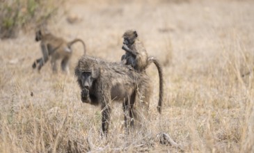 Chacma baboons (Papio ursinus), young sitting on the mother's back, foraging in dry grass, Kruger
