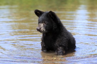 American Black Bear (Ursus americanus), young, in the water, six months old, Montana, USA, North