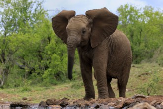 African elephant (Loxodonta africana), young animal, at the water, Kruger National Park, Kruger
