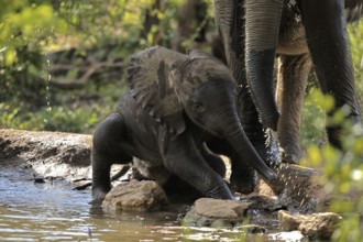 African elephant (Loxodonta africana), young elephant, baby elephant, calf, at the water, drinking,