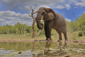 African elephant (Loxodonta africana), bull, male, at the water, drinking, Kruger National Park,