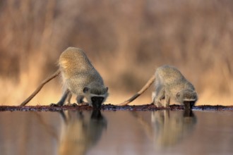 Vervet Monkey (Chlorocebus pygerythrus), adult, two animals, drinking, at the water, Kruger