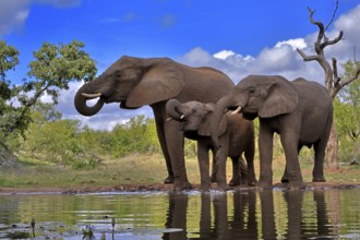 African elephant (Loxodonta africana), adult, female, mother, two young, mother with young, at the