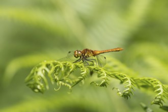 Common darter dragonfly (Sympetrum striolatum) adult insect resting on a Bracken plant leaf,