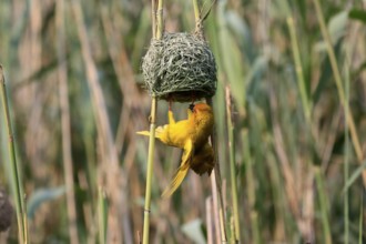 Eastern golden weaver (Ploceus subaureus), adult, male, at the nest, mating, Saint Lucia Estuary,