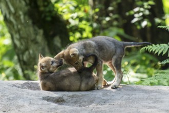 Two puppies playing in the forest, European grey gray wolf (Canis lupus), Germany, Europe