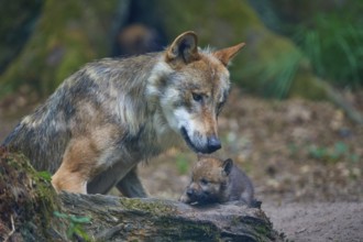 Gray wolf (Canis lupus), grooming and playing with puppy in the forest, summer, Germany, Europe