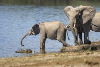 Elephant calf, Loxodentra africana, drinking water beside a Nile crocodile. An adult elephant is