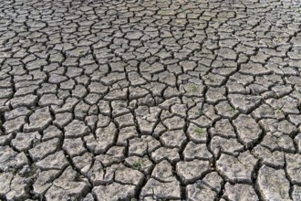 Dry ground, cracked, dried-up riverbed, in a branch of the Rhine, near Duisburg