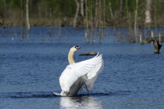 Mute swan (Cygnus olor), adult bird, flapping its wings, subsidence area, Bottrop, Ruhr area, North