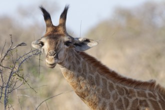 South African giraffe (Giraffa camelopardalis giraffa), young animal looking at camera, animal